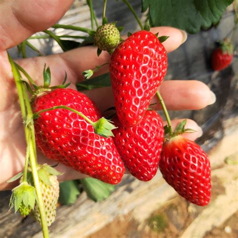 草莓苗长什么样子 —【发财农业网】