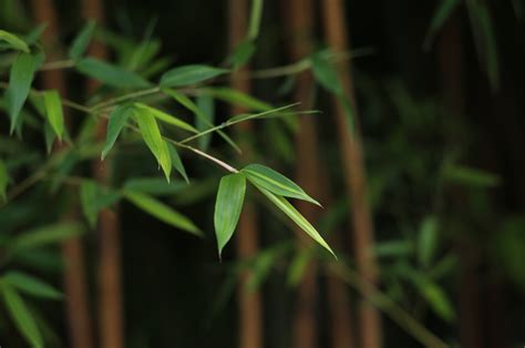用竹子赞美人物气节的诗句有哪些？ - 知乎