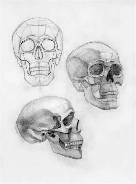美术头骨结构图,美术头骨解析素描图,美术头骨图名称(第4页)_大山谷图库