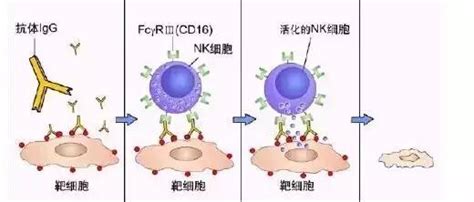 免疫细胞家族成员：NK细胞_诱导_作用_颗粒