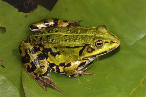 雨蛙: 地球上最常见的青蛙, 种类大约250种, 中国就有9种