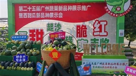 广州展出1220个蔬菜瓜果新品种 助建大湾区“菜篮子”_凤凰网