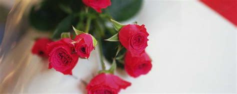 送一朵玫瑰花代表什么 送一朵玫瑰花是什么意思_知秀网