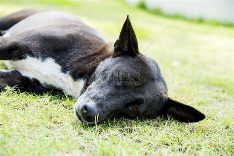 一只黑狗睡在绿色草地上1高清图片下载-正版图片321812566-摄图网