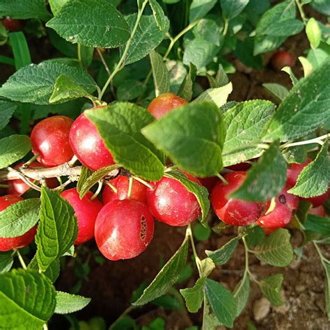 羊城晚报-一棵能结出40种水果的“超级果树”