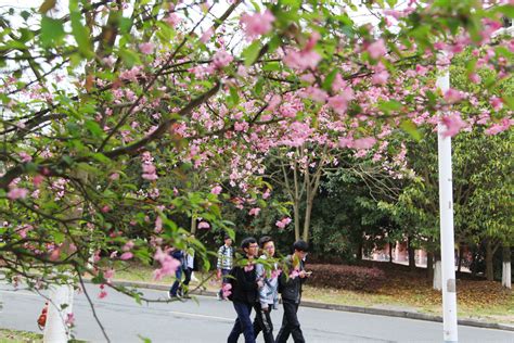 [微博·江苏教育] 春暖花开的校园盛景