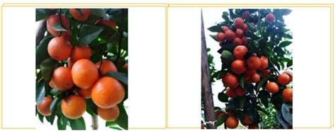 2021年冬季，柑橘4个重点管理工作，果农须知！__凤凰网