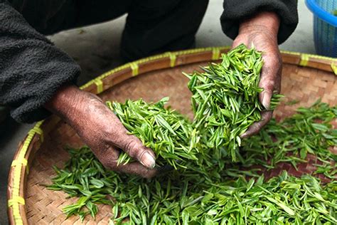 “中华茶链”打造智能化数字化茶产业_今日中国