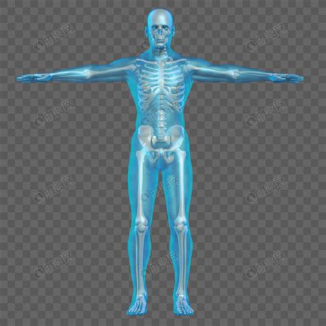 人体上半身骨骼图片-人体上半身骨骼图片素材免费下载-千库网