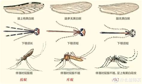 流行性乙型脑炎，三带喙库蚊是传播主要媒介 - 知乎