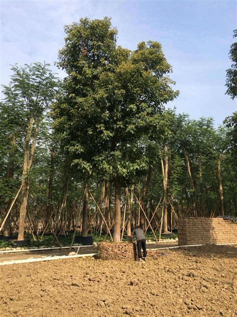 大量供应20公分移植苗秋枫 重阳木 绿化苗木工程供应-阿里巴巴