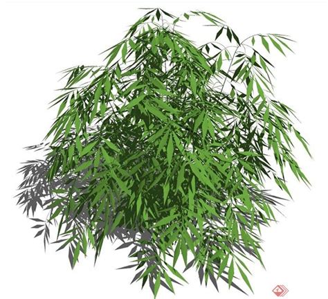 景观竹子植物模型-SketchUp资源网