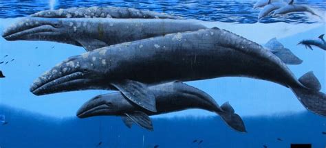鲸鱼百科-鲸鱼天敌|图片-排行榜123网
