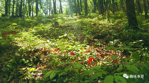 百草大全图片