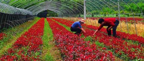 2021年浙江省 省级示范性家庭农场申报工作开始啦！_农业