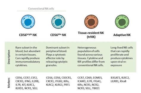 肿瘤免疫治疗时代的NK细胞治疗 - 知乎