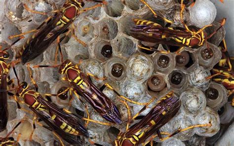蜂房的功效与作用 蜂房的用法用量和使用禁忌 - 中药360