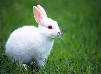 适合兔子的名字2022 2022给兔子取名都有什么 - 万年历