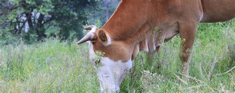 牛的尾巴一般有多长 - 七彩三农