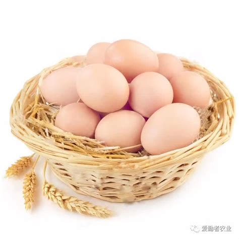 鹅蛋和鸭蛋的区别,鹅蛋和鸭蛋的区别图片_大山谷图库
