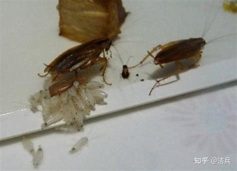 蟑螂幼虫长什么样？