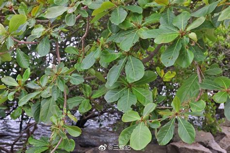 榄仁树的美丽叶子高清图片下载-正版图片506190518-摄图网