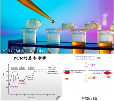 核酸检测PCR试剂盒-上海一研生物科技有限公司