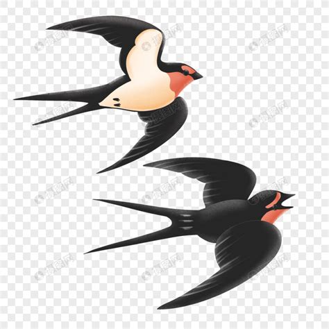 燕子的尾巴主要有哪些作用，燕子以什么为食，怎样筑巢-农百科