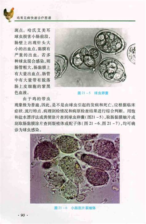 球虫病粪便图片