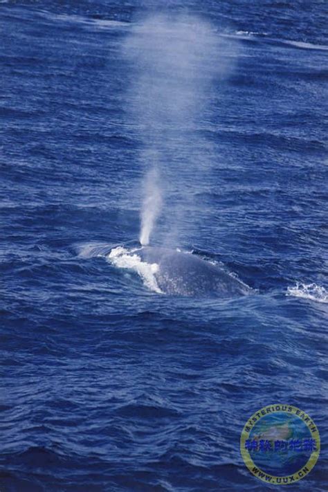 蓝鲸（海洋哺乳动物） - 搜狗百科