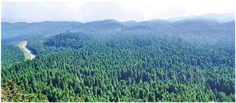 丰都森林覆盖率达到50.95%，2019年完成国土绿化营造林19.34万亩