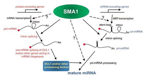 Omics精进07|转录组之mRNA|miRNA|lncRNA|circRNA测序简介_pythonic生物人的博客-CSDN博客