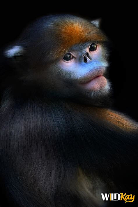 一张丨黔金丝猴肖像|摄影|宠物摄影|WildKay - 原创作品 - 站酷 (ZCOOL)