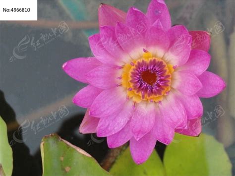 水莲花大全图片