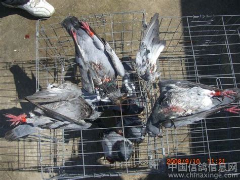高压线对鸽子的危害-中国信鸽信息网相册