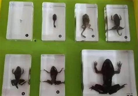 在整个科学史上，青蛙一直是实验动物|科学史|青蛙|实验室_新浪新闻
