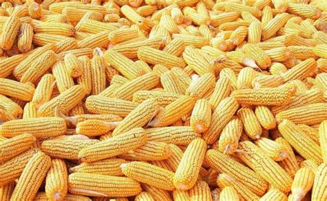 东北干玉米粒养殖专用-东北干玉米粒养殖专用批发商、制造商 -阿里巴巴