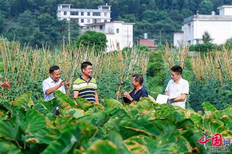 江西会昌利用4万余亩速生毛竹做“竹”产业 带动贫困户就业增收
