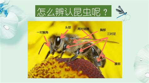 四年级下册科学课件-1.3 昆虫与人类的关系 昆虫是无脊椎动物 -北京课改版(共21张PPT)-21世纪教育网
