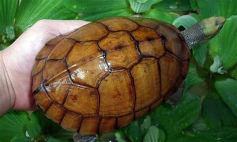 龟龟冬眠期常见疾病治疗方法及误区 - 知乎