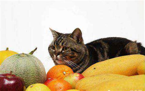小猫可以吃什么水果？ | 说明书网