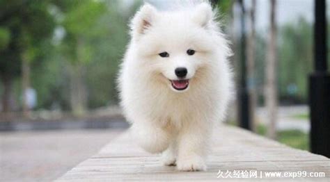 纯种萨摩耶犬幼犬狗狗出售 宠物萨摩耶犬可支付宝交易 萨摩耶犬 /编号10109203 - 宝贝它