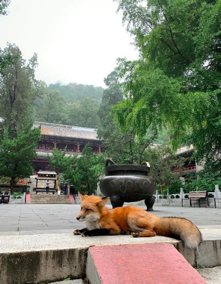 都市快报-杭州这只狐狸 它从哪里来？