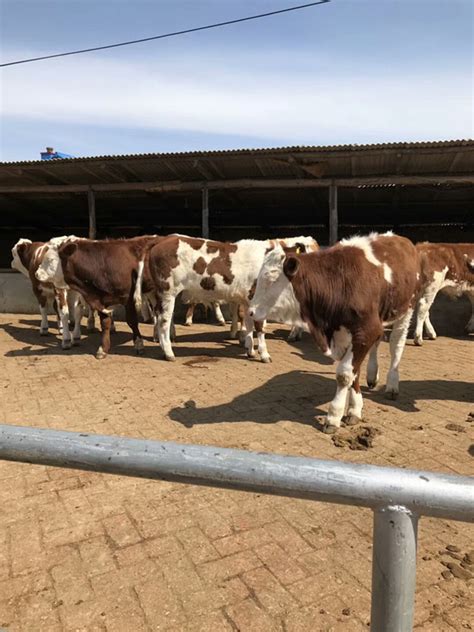 牛体固定架大型动物保定架牧场养殖绑定架牛颈夹注射组合式定位栏-阿里巴巴