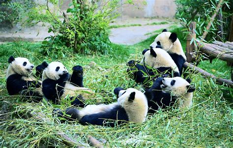 北京动物园恢复开园 大熊猫饱餐过后沐浴阳光萌态十足