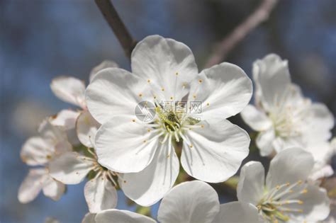 茎春日的樱桃树花朵美丽的白香投标高清图片下载-正版图片307732154-摄图网