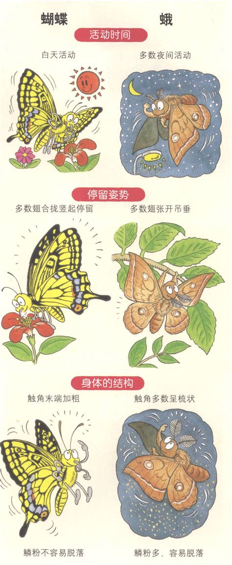 蝴蝶与蛾的区别-昆虫-图片