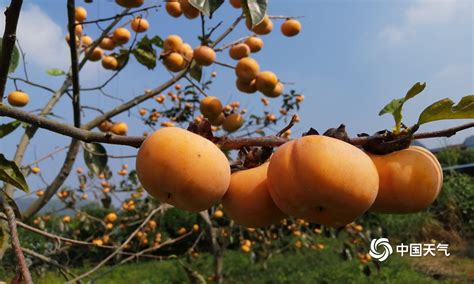 柿树上挂满成熟的柿子高清图片下载_红动中国
