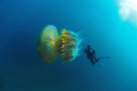 海洋公主 英国海岸附近现巨型水母重达64斤_动物世界_科学_驱动中国