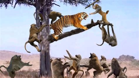 动物世界 老虎捕猎时刻